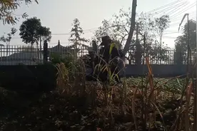 南京杨柳湖社区丛林真人cs视频封面