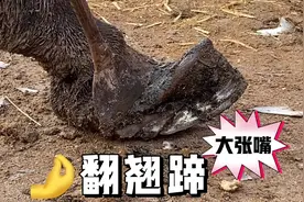 蹄子上翘下卷翻两边，走路东倒西歪很困难，切掉蹄三斤走路一身轻视频封面