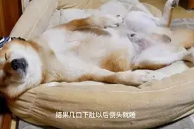 狗狗偷喝主人啤酒，几杯下肚后倒头就睡视频封面