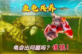 龟鱼共养有一个问题需要注意，会导致龟四肢肿胀治不好，谨慎