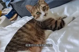 猫咪绝育后肚子鼓起来很大一个是为什么呢？