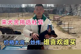 杜宾犬为啥那么多人喜欢？价格高，还得立耳，剪尾巴。关注我视频封面