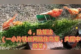 5种给鸟喂菜方法，每一种都很实用，看看哪种适合你？