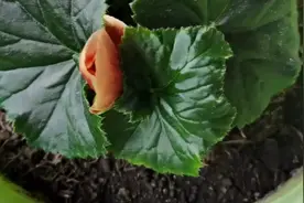 养好竹节海棠要学会修剪，掌握正确的修剪方法，有利于健康成长视频封面