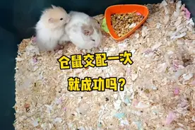 仓鼠交配一次就能成功受孕吗？