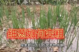 小葱长得又细又小不用急，这样简单做一下，小葱疯长不停