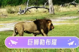 整个克鲁格国家公园，现存体型最大的雄狮，巨狮勒布隆！视频封面