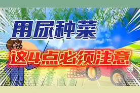用尿种植蔬菜的4个注意事项，做对了，蔬菜又快又绿视频封面