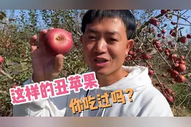 如何买到正宗云南昭通丑苹果，听说看了眼馋吃了嘴馋视频封面