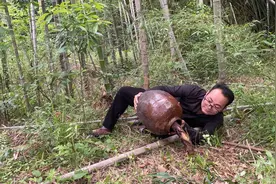 小伙竹林做实验，用缸盖住竹笋5天后，结果出乎意料，你猜到了吗