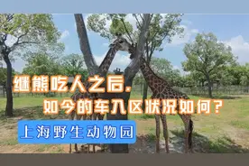 熊吃人后续，上海野生动物园车入区一览