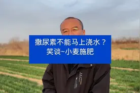 撒尿素不能马上浇水？笑谈～小麦施肥视频封面
