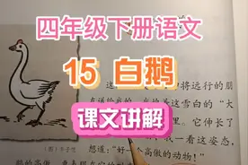 四下《15白鹅》讲解   白鹅叫声步态好高傲视频封面