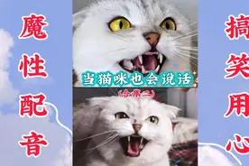当猫咪也会说话（合集2）