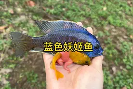 逮鱼这么久第一次遇见蓝色妖姬鱼视频封面