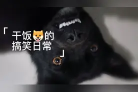 干饭狗也怕大公鸡，虽然很可怜，但又忍不住想笑，哈哈哈…视频封面