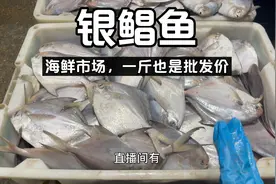 野生银鲳鱼一斤也是批发价，新鲜度很好，想吃海鲜的每晚11点直播视频封面