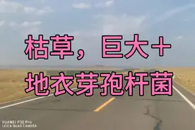 枯草＋地衣芽孢杆菌，巨大＋地衣芽孢杆菌，功效各有侧重。视频封面