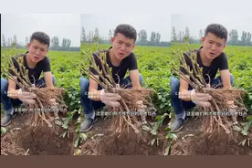 大田牡丹种植方法花友要学习哟视频封面