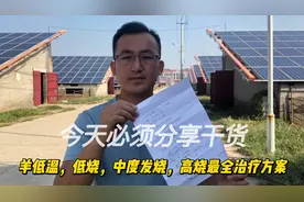 羊发烧了怎么办？该打什么针？农村小伙教你简单省钱的治疗方法。