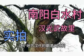 实拍南阳白水村，真正的光武故里，2000年的巨树和500年的古碑！