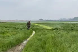 岳阳市岳阳楼区南津港大堤药物灭螺，洞庭湖药物灭血吸虫视频封面