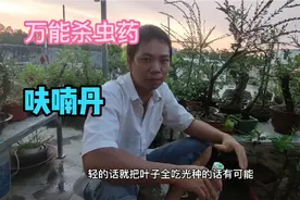 盆景花卉万能杀虫药——呋喃丹，用时要谨慎