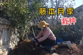 藤本月季栽种，想让它旺长，爆花就不能太直立，靠墙视频封面