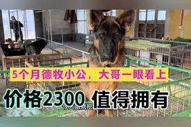 这个德牧太帅了，5个月，牙齿刚换了，聪明，听话护主值得拥有！视频封面