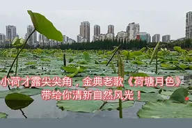 小荷才露尖尖角，重温经典老歌《荷塘月色》带给你清新自然风视频封面