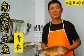 市场稀缺的南海野生鲜鱼-青衣，清蒸，味道非常鲜美，口感绝佳!视频封面