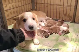 刚生完小狗的柯基妈妈一夜之间变的鼻青脸肿，真像令人哭笑不得视频封面