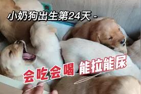 金毛和拉布拉多的小崽，24天了看看都像谁？各个会吃会喝能拉能尿
