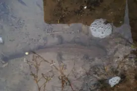 下班后穿越田野，在溪边小水沟里惊现一形似蜥蜴的蝾螈（四脚魚）视频封面