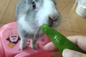 🐰爱吃辣椒的小兔子，不怕辣，辣椒子都要吃完。