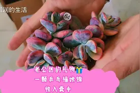 感谢老公送的礼物🎁一颗乒乓福娘锦伯克利锦，欢迎新成员的到来