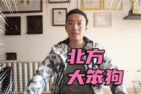 150-聊聊北方大笨狗（太行犬）①