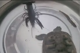 “巴西龟”吃鱼、吃虾的本领太强了，个个都是一击命中!