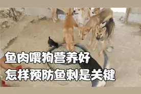 鱼肉喂狗营养好，预防鱼刺有妙招，广西平南土狗养殖户现场示范视频封面