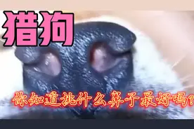 猎狗万里挑一的鼻子你喜欢“飞铲鼻”还是“破鼻”呢？视频封面