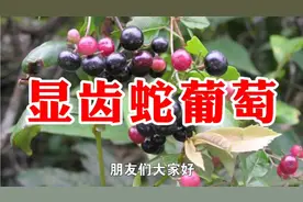 农村一种野生植物名叫显齿蛇葡萄，又名藤茶，用处多价值高请珍惜