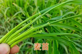 麦苗榨汁喝作用厉害，它的三大作用及方法，了解收藏不后悔