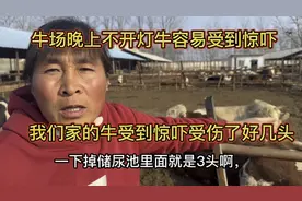 牛场晚上不开灯牛容易受到惊吓，我们家的牛受到惊吓受伤了好几头视频封面