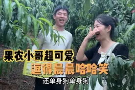 晨晨和弟弟出发去襄阳，来到果园品尝桃子，和果农小哥聊天笑翻了视频封面