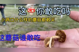 60岁老两口公园采蘑菇什么蘑菇敢采吃了才知道完了凉凉了视频封面