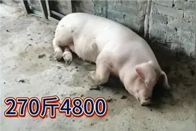 现在的猪有270斤，4800左右，一只猪是不是有点贵了？