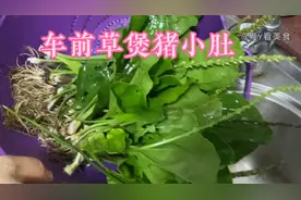 佛山老火靓汤，车前草煲猪小肚，清热利尿，凉血，解毒非常好！
