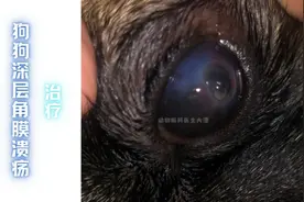 (杭州案例）又一例狗狗眼睛发白发蓝、深层角膜溃疡病例治疗痊愈视频封面