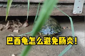 【乌龟】巴西龟吃的有点多了，怎么避免得肠炎