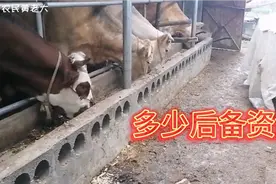 花20万买牛几头牛？，需要多少后备资金？，真的是这样吗？